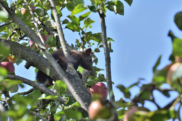 Red squirrel climbs a tree with apples in the garden