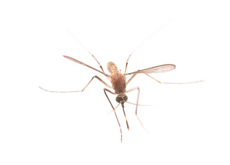 Mosquito isolated on white background
