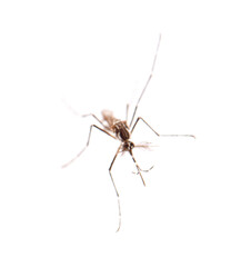 Mosquito isolated on white background