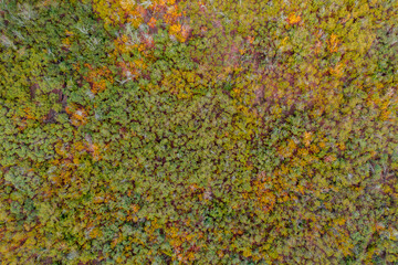 Aerial view of autumn forest with green and yellow trees. Background of mixed deciduous and coniferous forest