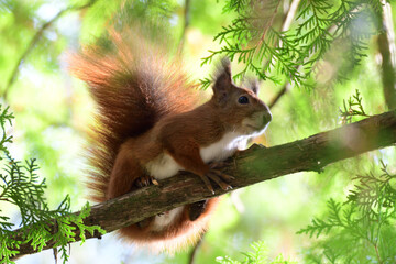Eurasian red Squirrel lurking on the branch tree 