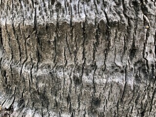 Texture in the bark of a coconut tree. Closeup of texture designs in the aged coconut tree bark.