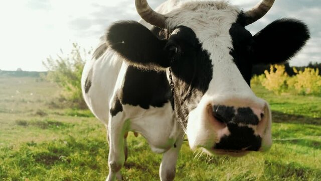 Black and white funny cow looking into camera. The animal is looking at the camera, closeup.Cattle on green pasture. Farming concept.
