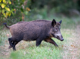 Wild boar in forest