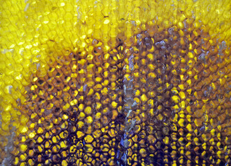 Drop of bee honey drip from hexagonal honeycombs