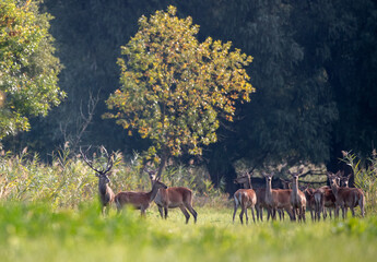 Red deer with group of hinds in forest