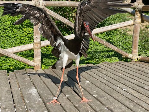 Black stork (Ciconia nigra), Der Schwarzstorch, La cicogna nera, La cigogne noire, Cicogne noire or Crna roda - The Zoo Zürich (Zuerich or Zurich), Switzerland / Schweiz