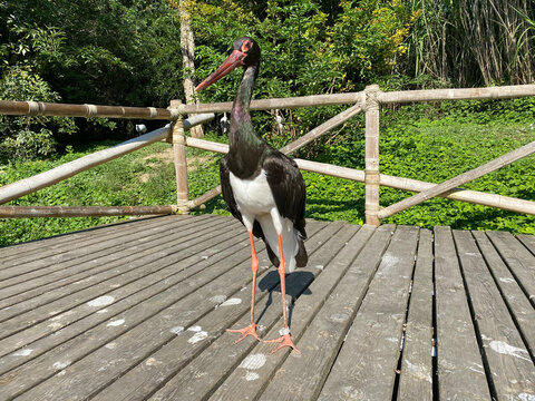 Black stork (Ciconia nigra), Der Schwarzstorch, La cicogna nera, La cigogne noire, Cicogne noire or Crna roda - The Zoo Zürich (Zuerich or Zurich), Switzerland / Schweiz