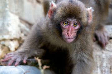 ニホンザル　日本猿　子供