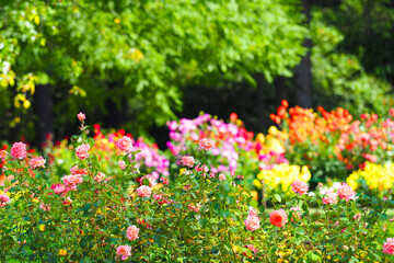 Rosarium, rose garden. Blooming pink roses in the summer garden park