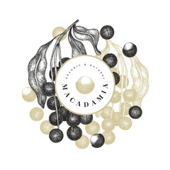 Hand drawn macadamia branch and kernels design template. Organic food vector illustration on white background. Vintage nut illustration. Engraved style botanical banner.