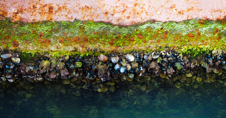 Shellfish on the hull of the ship. Molluscs, overgrown ship bottom, panoramic view