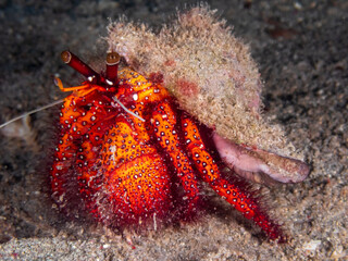 White-spotted Hermit Crab (Dardanus megistos) Paguroidea near Anilao, Batangas, Philippines.  Underwater photography and sealife.