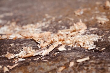 crab shells on the beach