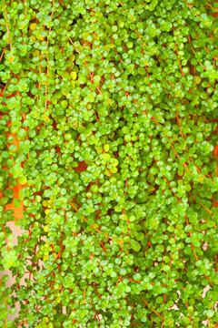 Soleirolia soleirolii. Lush Green Helxine soleirolii background
