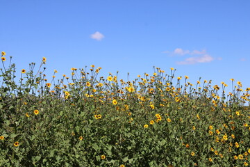 wild sunflowers