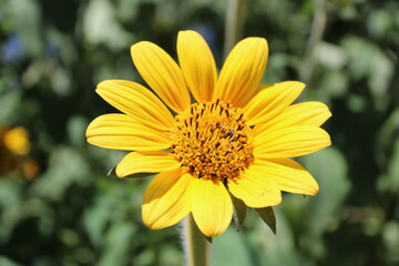 wild sunflower