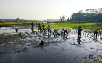 the workers are planting rice