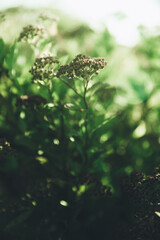 Background with green abstract leaves texture. Flat lay. Nature concept