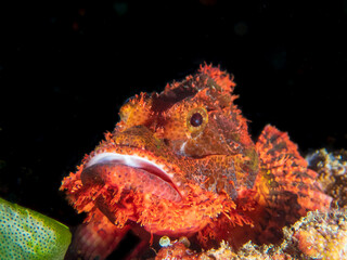 Bearded scorpionfish (Scorpaenopsis barbata) near Anilao, Batangas, Philippines.  Underwater photography and marine life/