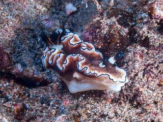 Dark Margin Glossodoris nudibranch or seaslug (Doriprismatica atromarginata) near Anilao, Batangas, Philippines.  Underwater photography and sealife.