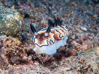 Dark Margin Glossodoris nudibranch or seaslug (Doriprismatica atromarginata) near Anilao, Batangas, Philippines.  Underwater photography and sealife.