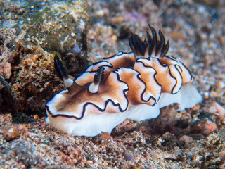 Fototapeta na wymiar Dark Margin Glossodoris nudibranch or seaslug (Doriprismatica atromarginata) near Anilao, Batangas, Philippines. Underwater photography and sealife.