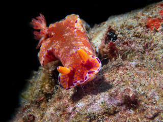 Colorful Ceratosoma Trilobatum nudibranch (sea slug) near Anilao, Batangas, Philippines.  Underwater photography and marine life.