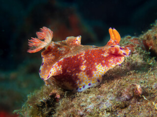 Colorful Ceratosoma Trilobatum nudibranch (sea slug) near Anilao, Batangas, Philippines.  Underwater photography and marine life.