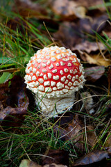 Fly agaric (Amaníta) is a genus of mycorrhizal lamellar fungi of the Amanitaceae family.
