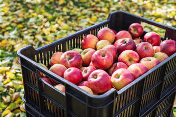 Apples in plastic crate. Harvesting fruit in garden at autumn