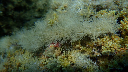 Algae liagora (Liagora viscida) undersea, Aegean Sea, Greece, Halkidiki
