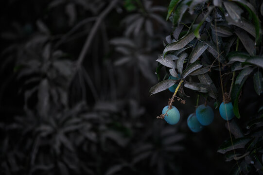 The seasonal Mango harvest from India. This raw version of Mango is called as Kairi