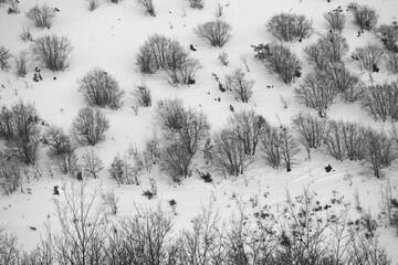 neve
