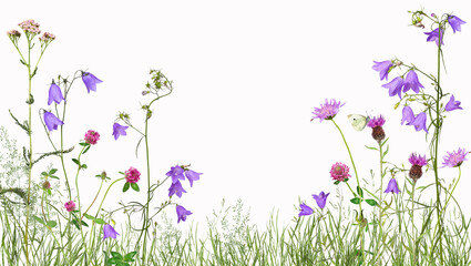 Meadow with wild flowers, isolated