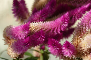 fiori