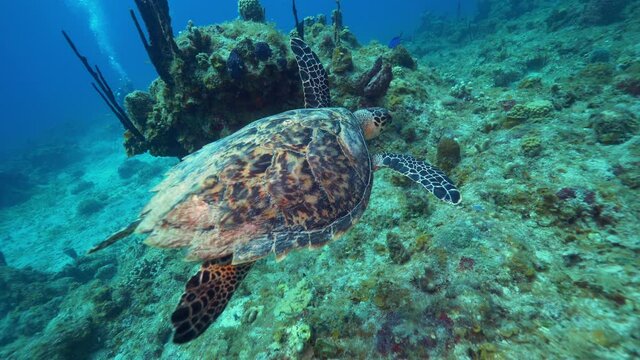 Underwater, pov, a sea turtle over a coral reef, Virgin Islands, USA 