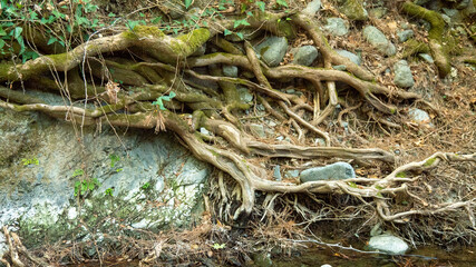 Fototapeta premium Tree roots growing over river bank rocks