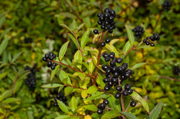 black ripe berries at a twig in a privet hedge