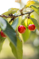 Cherry, reife Kirschen