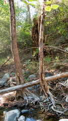 Fallen tree inbetween two standing trees by river bank