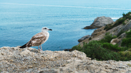 A Seagull sits on a rock against the blue sea.