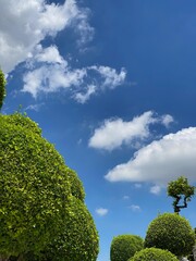 Obraz premium trees and sky