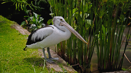 Flocks of large Australian pelicans in the water fishing in their usual habitat