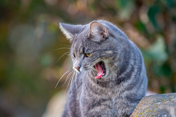 cat walking on the field and looking for something to hunt