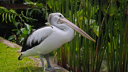 Flocks of large Australian pelicans in the water fishing in their usual habitat