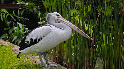 Flocks of large Australian pelicans in the water fishing in their usual habitat