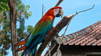 Parrot ara with red and green feathers in the usual habitat with green grass and sprawl sits on a...