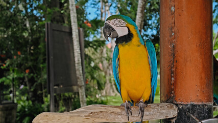 Parrot ara with yellow and blue feathers in its usual habitat with green grass and sprawl