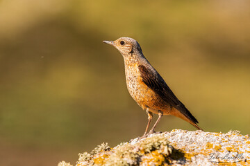 Roquero rojo hembra